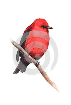 Watercolor bird piranga sitting on the branch. photo