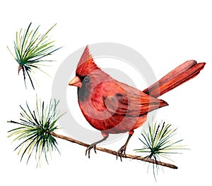 Watercolor bird red cardinal. Hand painted greeting card illustration with bird and branch isolated on white background