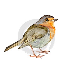 Watercolor Bird Robin