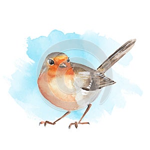 Watercolor bird Robin