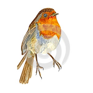 Watercolor bird - robin. Colorful Hand painted illustration on a white background