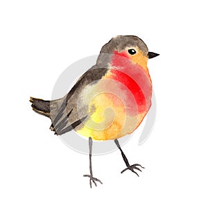 Watercolor bird - Robin. Colorful water color illustration.