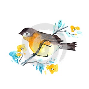Watercolor bird - Robin. Colorful water color illustration. Isolated on the white.