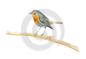Watercolor bird Robin. Element for the design of posters, wedding invitations, Christmas compositions. Isolated