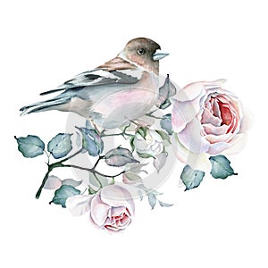Acuarela pájaro a rosas. blanco a rosa rosas 