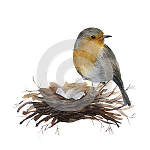 Watercolor bird sitting on nest with eggs. Hand painted illustration with robin isolated on white background. Nature