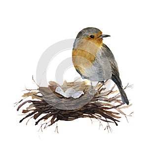 Watercolor bird sitting on nest with eggs. Hand painted illustration with robin isolated on white background. Nature photo