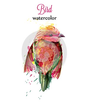 Watercolor bird Vector. Colorful tropic painted style