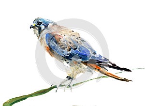 Watercolor bird on a white background. Falcon.Hawk photo