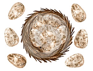 Watercolor birds eggs illustration. Hand painted eggs in nest isolated on white background. Healthy protein food ingredient.