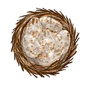 Watercolor birds eggs illustration. Hand painted eggs in nest isolated on white background. Healthy protein food ingredient.