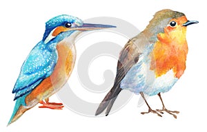 Watercolor birds. kingfisher and robin tropical bird hand painted illustration