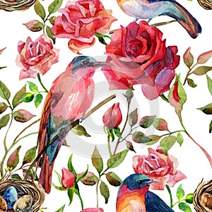 Acquerello birdwatching sul rosa un rose 