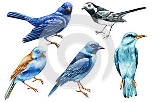 Watercolor birds set. Hand painted illustration with bird isolated on white background. Blue Roller, astrild and wagtail