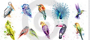 Watercolor birds set Vector. Peacock, owl, pelican, parrot, humming birds collections