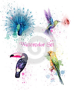 Watercolor birds set Vector. Peacock, parrot, humming bird