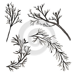 Watercolor black branch illustration set. Holloween tree branch clipart. Hand drawn plant clip art, boho elements