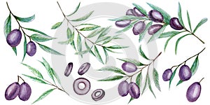 Watercolor black olive tree branch leaves fruits set, Realistic olives botanical illustration isolated on white