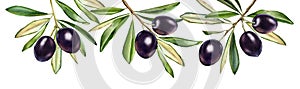 Watercolor black olives. Horizontal border with hanging branches. Dark shiny fruits with leaves. Realistic painting with