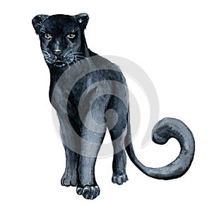 Watercolor black panther Wiledlife illustration