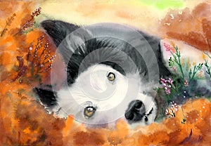 Watercolor black and white dog wallowing in orange flowers
