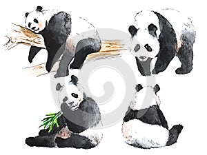 Watercolor black and white four pandas