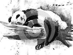 Watercolor black and white panda drawing
