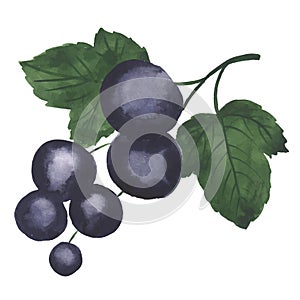 Watercolor blackcurrant