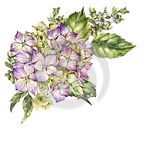 Watercolor blooming hydrangea, leaves, buds. Natural botanical floral collection isolated on white background
