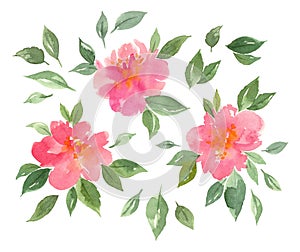 Watercolor blossom pink peonies flowers