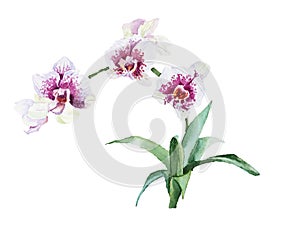 Watercolor blossoming branch Orchids
