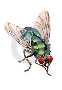 Watercolor blow fly