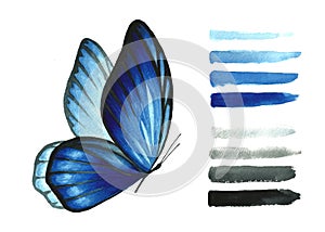 Watercolor blue butterfly and brush