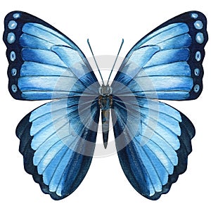 Watercolor blue butterfly isolated on white background. Summer butterfly illustration.