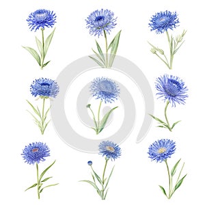 Watercolor blue cornflowers set on white background. Hand drawn illustration