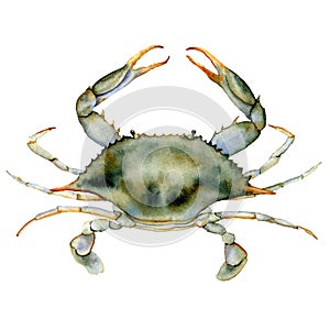Watercolor Blue crab. Underwater animal illustration isolated on white background. For design, prints or background.