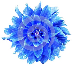 Watercolor  blue   dahlia.  flower  on white isolated background with clipping path. Closeup. Flower on a green stem.