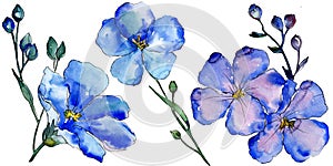 Watercolor blue flax flowers. Floral botanical flower. Isolated illustration element.