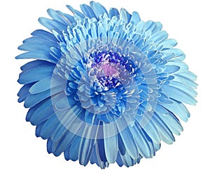 Watercolor blue flower. Gerbera flower isolated on white background. No shadows with clipping path. Close-up.