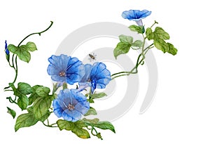 Watercolor with blue flowers of morning glory photo