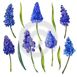 Watercolor blue flowers set on the white background