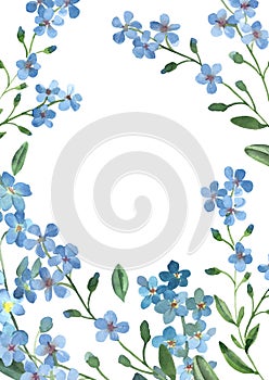 Watercolor blue forget-me-not with green leaves on white background for greetings card