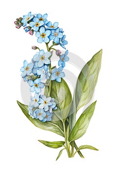 Watercolor blue forget-me-nots flowers.