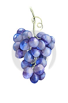 Watercolor Blue Grapes Isolated