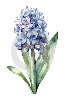 Watercolor blue hyacinth flower.