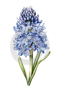 Watercolor blue hyacinth flower.