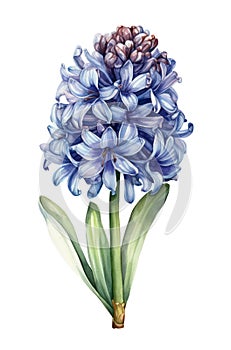 Watercolor blue hyacinth flower.