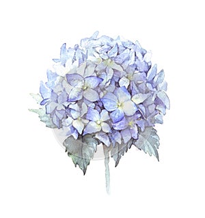 Watercolor blue hydrangea flower
