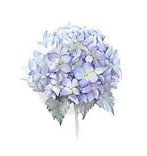 Watercolor blue hydrangea flower photo