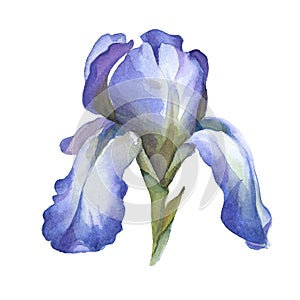 Watercolor blue iris flower isolted on white background